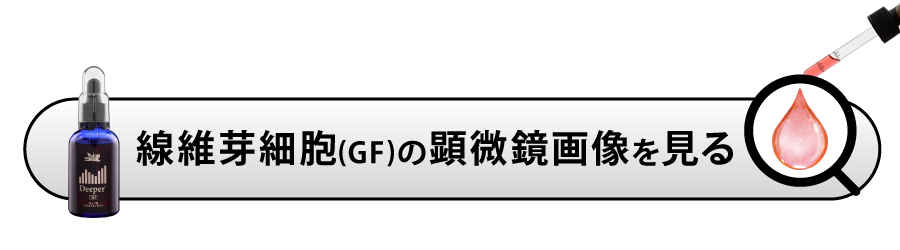 線維芽細胞の顕微鏡画像を見る