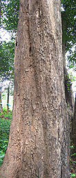 プテロカルプスマルスピウム樹皮エキス　トリコラシルLS9267