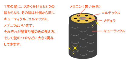 毛髪の構造