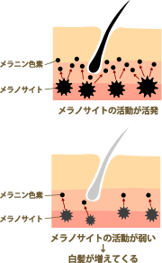 メラノサイトの活動が弱ると白髪が生える
