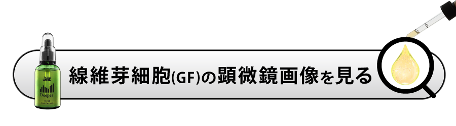 線維芽細胞の顕微鏡画像を見る