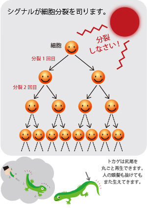 グロースファクター（成長因子）の育毛に対する働き