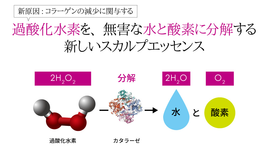 過酸化水素を酸素と水に分解する