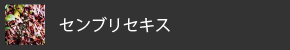 センブリエキス