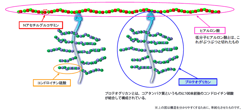 プロテオグリカン