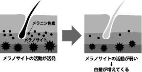 メラノサイトの活動が弱いと白髪が増えてくる