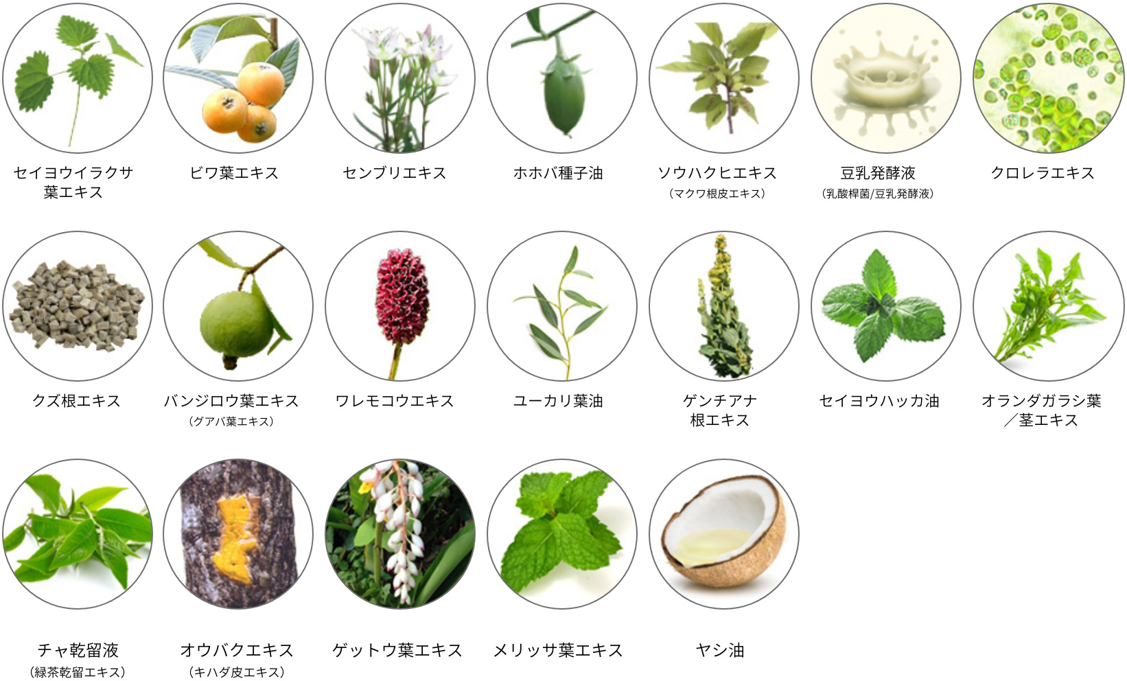モンゴロイド伝承成分と天然植物成分のイメージ