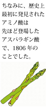 史上初めて発見されたアミノ酸はアスパラギン酸でした