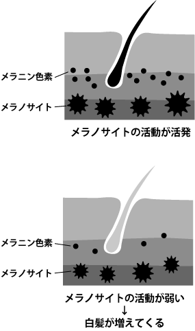 メラノサイトの活動が弱ると、白髪が生えてしまう。