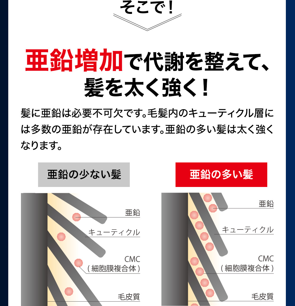 亜鉛増加で退社を整えて、髪を太く強く！