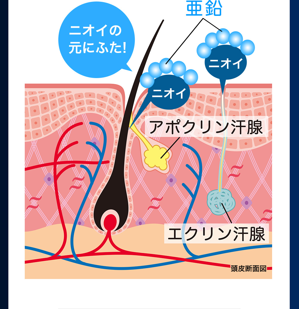 頭皮断面図