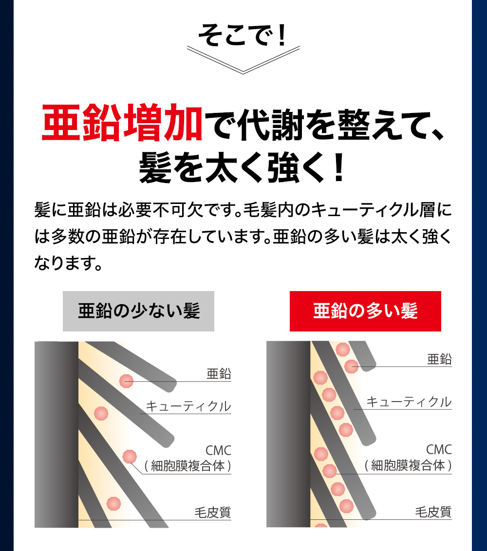 そこで！亜鉛増加で代謝を整えて、髪を太く強く！