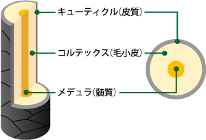 髪は頭皮の一部です