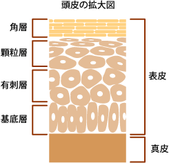 頭皮は顔と同じく『優しくケア』が大切！