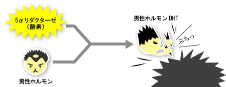 男性ホルモンといえば男性・・・と思いがちですが…